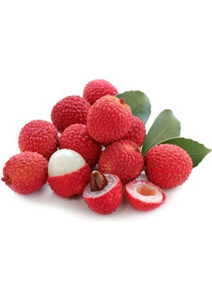 Liçi (Lychee, Litchi) Fidanı 10-15 CM