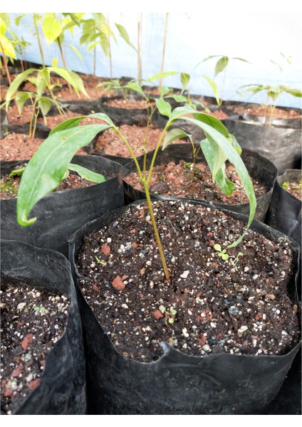 Liçi (Lychee, Litchi) Fidanı 10-15 CM