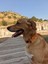 Pine Köpek Boyun Tasması 2