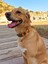 Pine Köpek Boyun Tasması 3