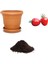 Ithal Tomatoberry Domates Tohumu Ekim Seti 1