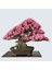 Nadir Erguvan Bonsai Ağacı Tohumu Ekim Seti 2