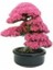 Nadir Erguvan Bonsai Ağacı Tohumu Ekim Seti 3