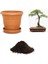 Ithal Sarı Alıç Bonsai Ağacı Tohumu Ekim Seti 1