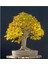 Ithal Sarı Alıç Bonsai Ağacı Tohumu Ekim Seti 2