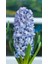 Ithal Sümbül Soğanı - Mavi - Hyacinth Blue 1