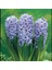 Ithal Sümbül Soğanı - Mavi - Hyacinth Blue 2