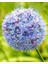 2 Adet Cornflower Renk Allium Wizard Çiçeği Soğanı 1