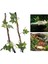 Sürüngenler Bitkiler Snake Akvaryum Teraryum Için Amfibi Habitat Hideout 3