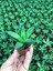 Egzotikbahçe Haworthia Turungata 5,5cm Saksıda 1