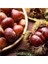 Aydın Orta Boy Şekerci Kestane 500 gr 1