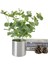 Yapay Çiçek Okaliptus Gümüş Metal Saksılı Dekoratif Süs Çiçeği 2