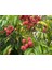 Liçi (Lychee, Litchi) Fidanı 10-15 CM 1