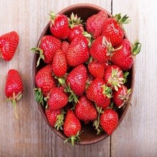 Çiçek Life 95 Adet Rubugen Yediveren Çilek Fidesi Açık Kök Taze Söküm ( Frigo )