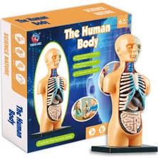 Liveasy 3D Insan Vücudu Anatomisi Modeli Montajlı Oyuncak (Yurt Dışından)