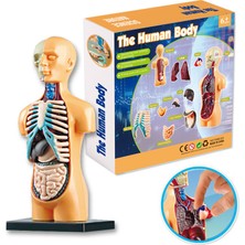 Liveasy 3D Insan Vücudu Anatomisi Modeli Montajlı Oyuncak (Yurt Dışından)