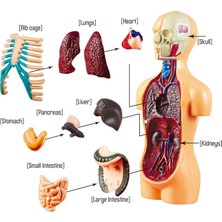 Liveasy 3D Insan Vücudu Anatomisi Modeli Montajlı Oyuncak (Yurt Dışından)