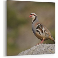 Olla 12471K Hayvanlar Alemi Görseli Kare Kanvas Tablo