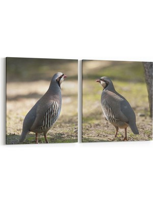 Olla 12657K2Y Hayvanlar Alemi Görseli Kare 2'li Yatay Kanvas Tablo