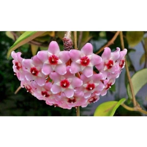 Hoya Carnosa Mum Çiçeği Fidesi Kokulu Pembe 10-15CM