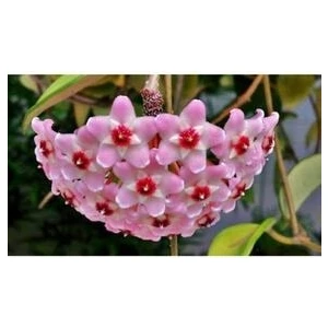 Hoya Carnosa Mum Çiçeği Fidesi Kokulu Pembe 10-15CM