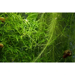 Najas Guadalupensis ( Lepistes Otu ) 10X10 Ebatlarında
