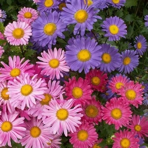 Aster Çiçeği Tohumu (50 Adet)
