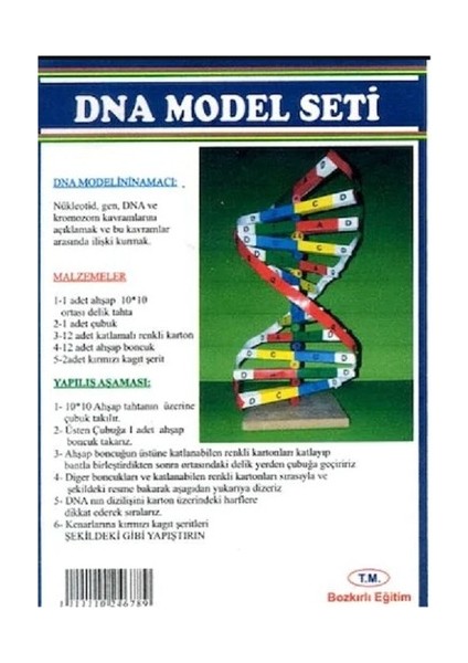 Bozkırlı Dna Model Seti