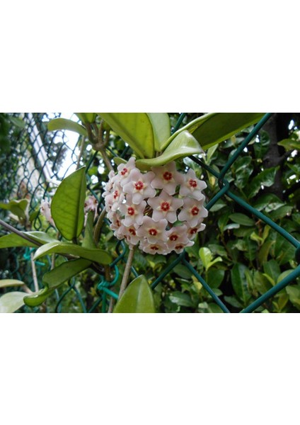 Hoya Carnosa Mum Çiçeği Beyaz 10-15CM