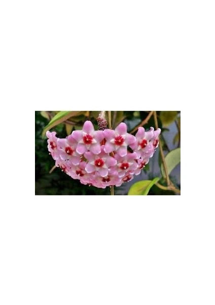 Hoya Carnosa Mum Çiçeği Fidesi Kokulu Pembe 10-15CM