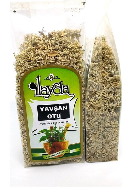 Ilayda Yavşan Otu (Teucrium Polium)