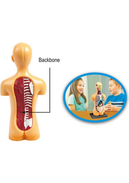 3D Insan Vücudu Anatomisi Modeli Montajlı Oyuncak (Yurt Dışından)