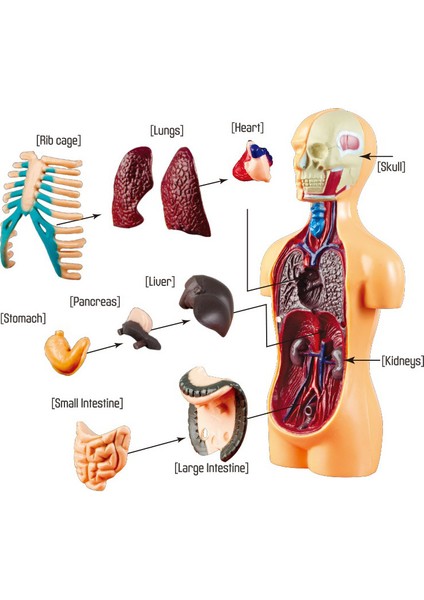 3D Insan Vücudu Anatomisi Modeli Montajlı Oyuncak (Yurt Dışından)