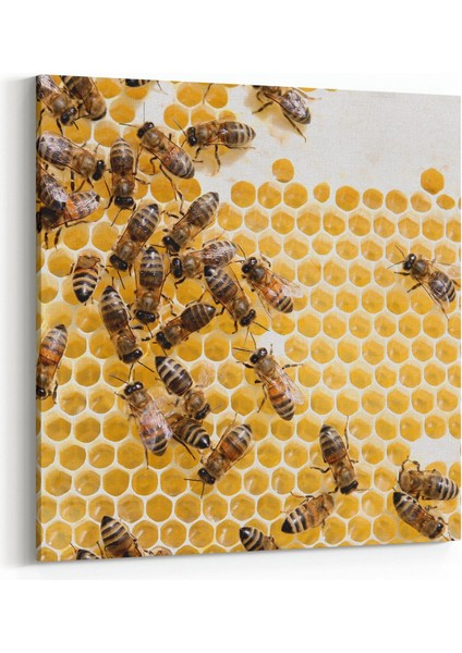 12610K Hayvanlar Alemi Görseli Kare Kanvas Tablo