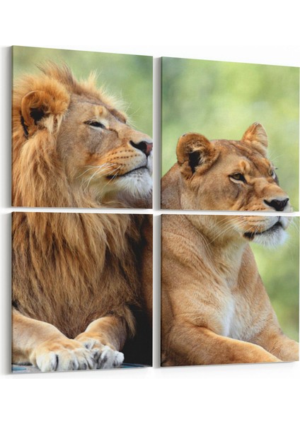 12458K4 Hayvanlar Alemi Görseli Kare 4'lü Kanvas Tablo