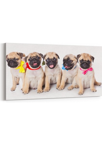 12641YD Hayvanlar Alemi Görseli Yatay Dar Kanvas Tablo