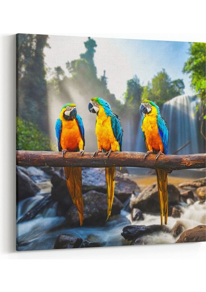 12560K Hayvanlar Alemi Görseli Kare Kanvas Tablo