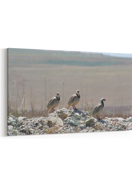 12549Y Hayvanlar Alemi Görseli Yatay Kanvas Tablo