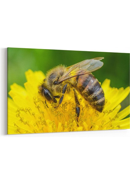 12505Y Hayvanlar Alemi Görseli Yatay Kanvas Tablo