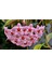 Hoya Carnosa Mum Çiçeği Fidesi Kokulu Pembe 10-15CM 1