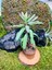 Aşkın Gözyaşı Bitkisi Mother Of Thousands 2