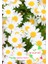 Papatya Tohumu (100 Adet) 1