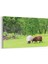 12525Y Hayvanlar Alemi Görseli Yatay Kanvas Tablo 1
