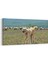 12656YD Hayvanlar Alemi Görseli Yatay Dar Kanvas Tablo 1