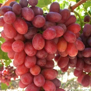 Mevsim Fidancılık Peyzaj Açık Kök Üzüm Fidanı Crimson Seedless ( Boy 50-70 cm )