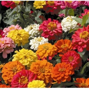 Zinnia Çiçeği Tohumu ( 30 Adet)