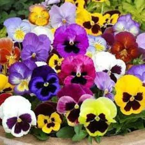 Hercai Çiçeği Tohumu (100 Adet)