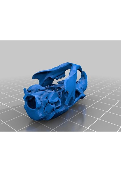 Rat Kafatası + Mandible Plastik Aparat fiyatları