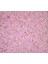Glow Pamuksıva 1,5 kg 2