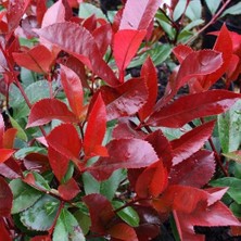 Köy Fidan Alev Çalısı Fidanı Saksılı 30 cm